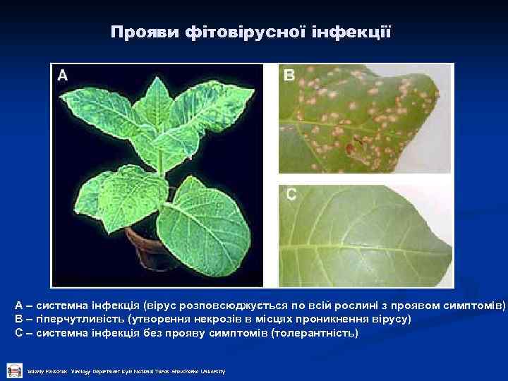 Прояви фітовірусної інфекції А – системна інфекція (вірус розповсюджується по всій рослині з проявом