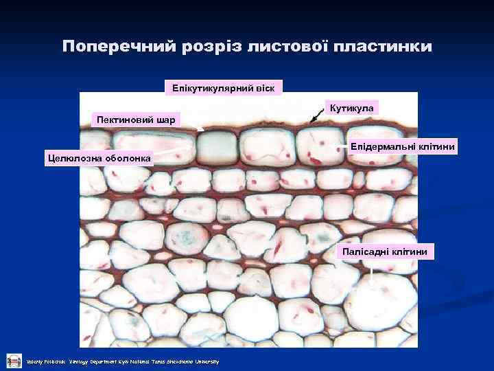 Поперечний розріз листової пластинки Епікутикулярний віск Кутикула Пектиновий шар Епідермальні клітини Целюлозна оболонка Палісадні