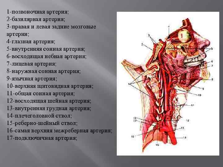 Позвоночная артерия является ветвью. Базилярная и позвоночная артерии.