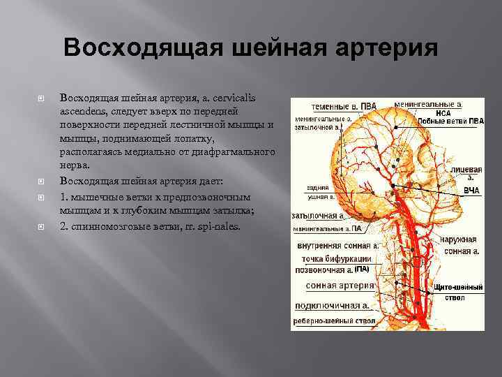 Шейная артерия. Наружная Сонная артерия кровоснабжает. Восходящая шейная артерия.