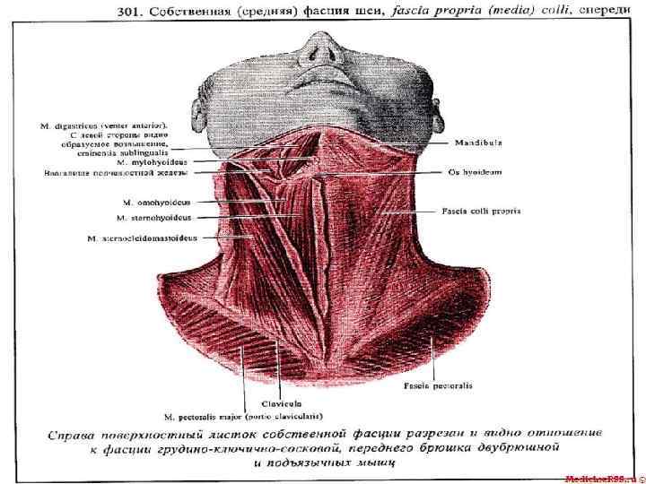 Фасции и клетчаточные пространства шеи схема