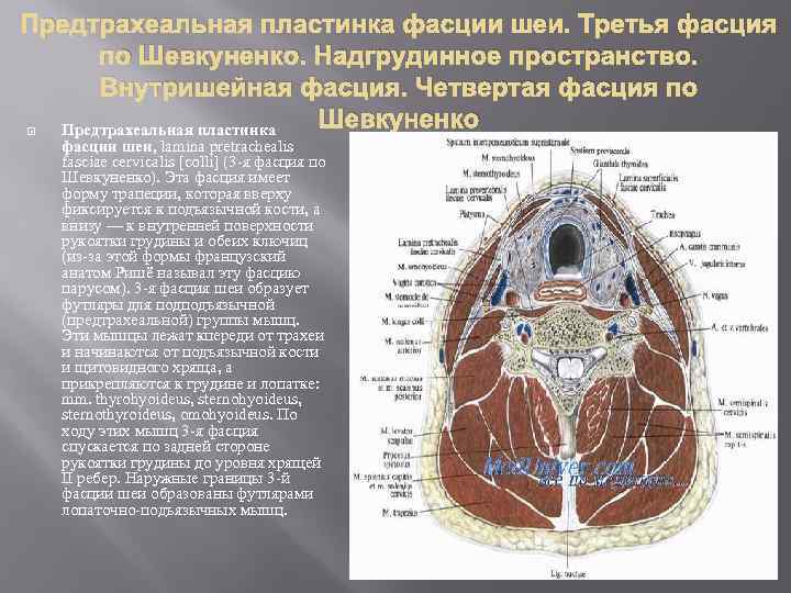 Фасции шеи по шевкуненко