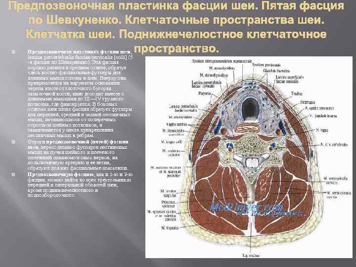 Пространства шеи