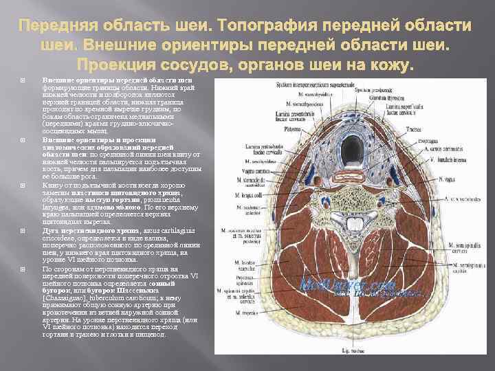 Передняя область шеи. Топография передней области шеи. Внешние ориентиры передней области шеи. Проекция сосудов,
