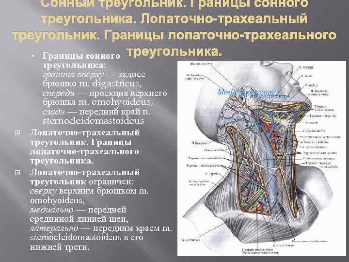 Латеральная область шеи на латинском