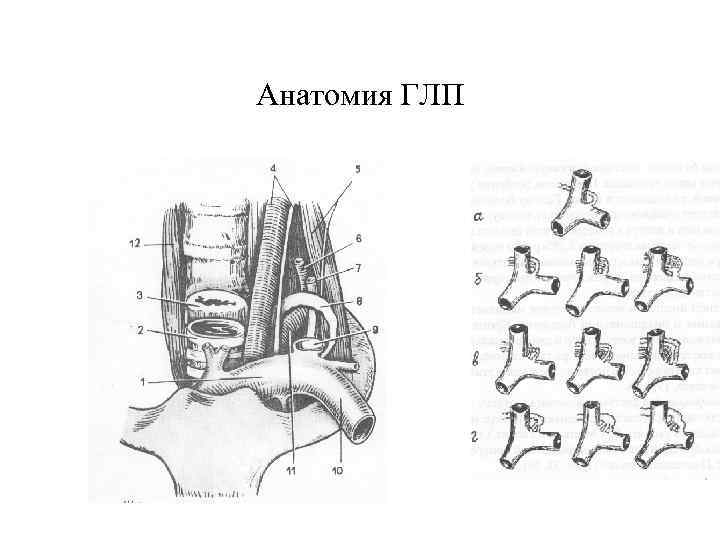Анатомия ГЛП 