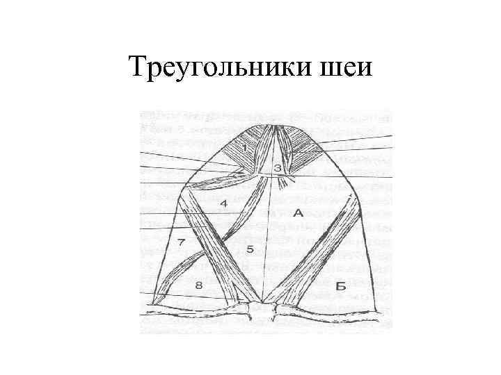 Рисунки по топографической анатомии