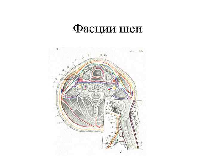 Фасции шеи рисунок