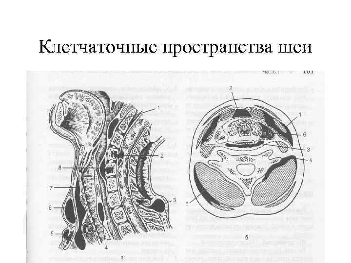 Фасции шеи рисунок