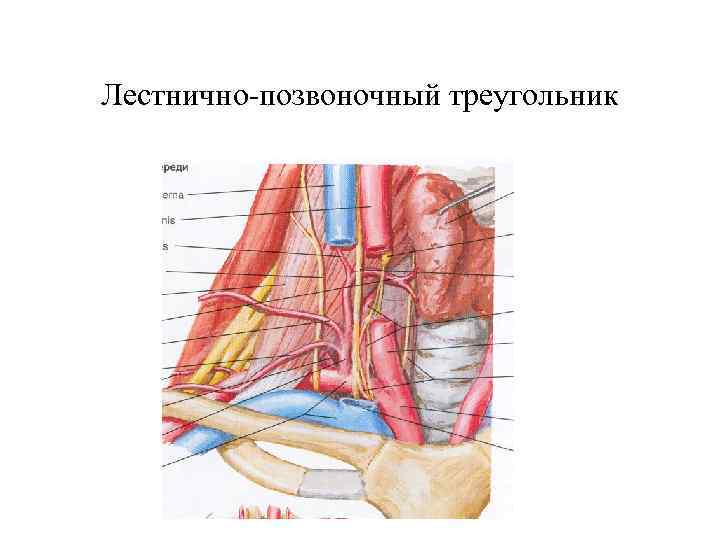 Подключичная артерия рисунок