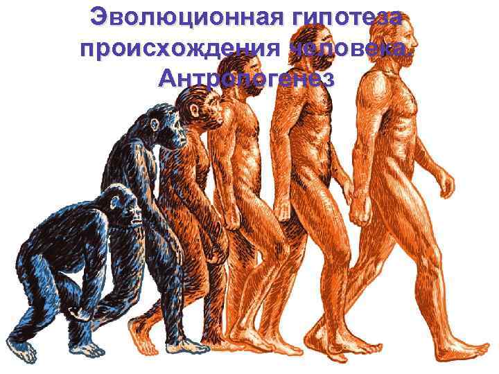 Эволюционная гипотеза происхождения человека. Антропогенез 