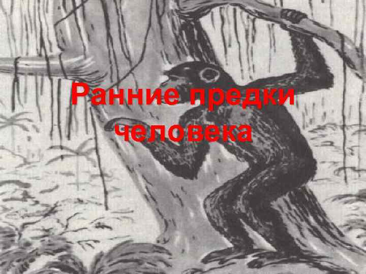 Ранние предки человека 