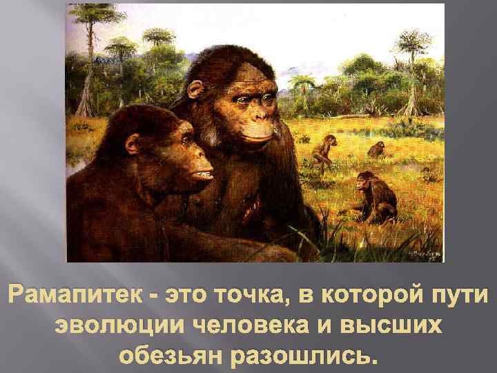Рамапитек - это точка, в которой пути эволюции человека и высших обезьян разошлись. 