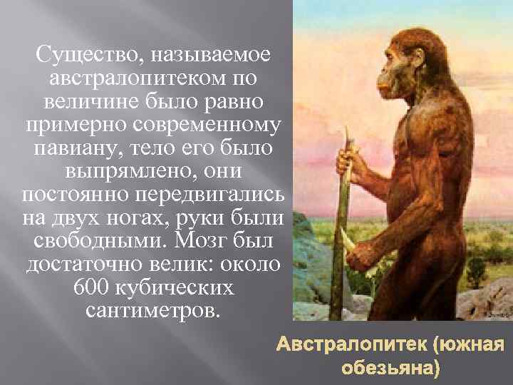 Существо, называемое австралопитеком по величине было равно примерно современному павиану, тело его было выпрямлено,