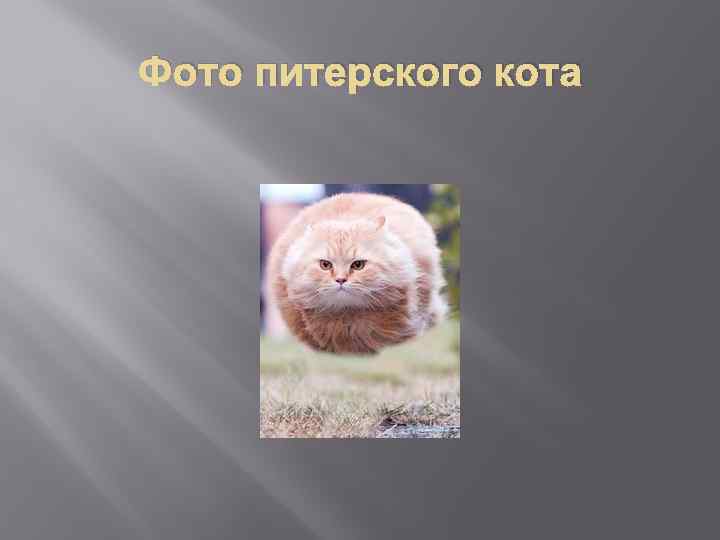 Фото питерского кота 