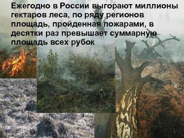 Ежегодно в России выгорают миллионы гектаров леса, по ряду регионов площадь, пройденная пожарами, в
