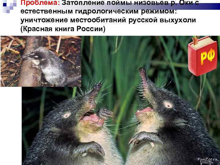 Проблема: Затопление поймы низовьев р. Оки с естественным гидрологическим режимом: уничтожение местообитаний русской выхухоли