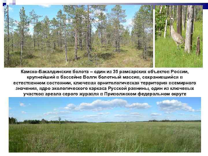 Камско-Бакалдинские болота – один из 35 рамсарских объектов России, крупнейший в бассейне Волги болотный