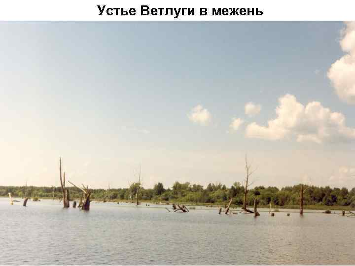 Устье Ветлуги в межень 
