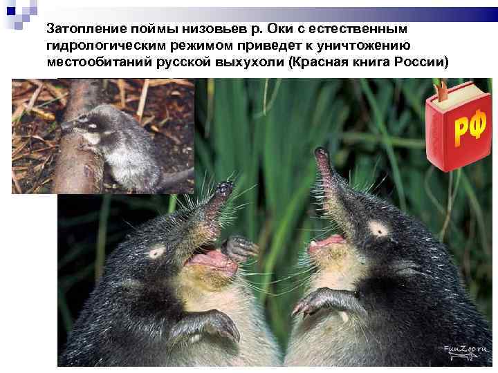 Затопление поймы низовьев р. Оки с естественным гидрологическим режимом приведет к уничтожению местообитаний русской