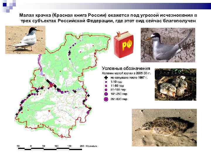 Малая крачка (Красная книга России) окажется под угрозой исчезновения в трех субъектах Российской Федерации,
