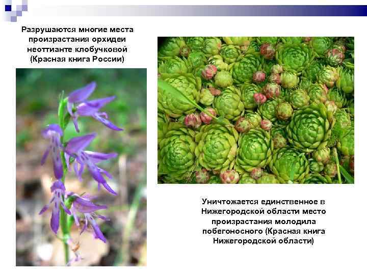 Разрушаются многие места произрастания орхидеи неоттианте клобучковой (Красная книга России) Уничтожается единственное в Нижегородской