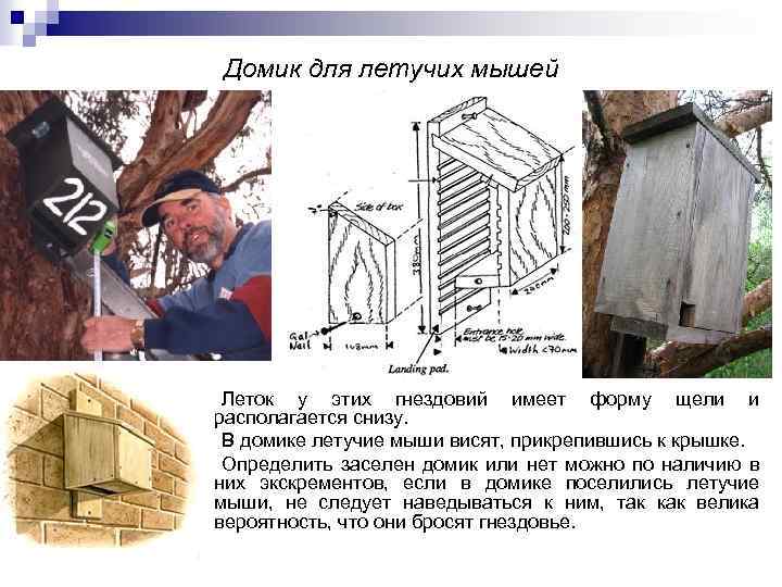 Домик для летучих мышей Леток у этих гнездовий имеет форму щели и располагается снизу.