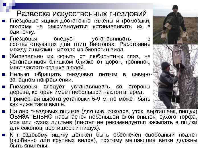 Развеска искусственных гнездовий n n n n Гнездовые ящики достаточно тяжелы и громоздки, поэтому