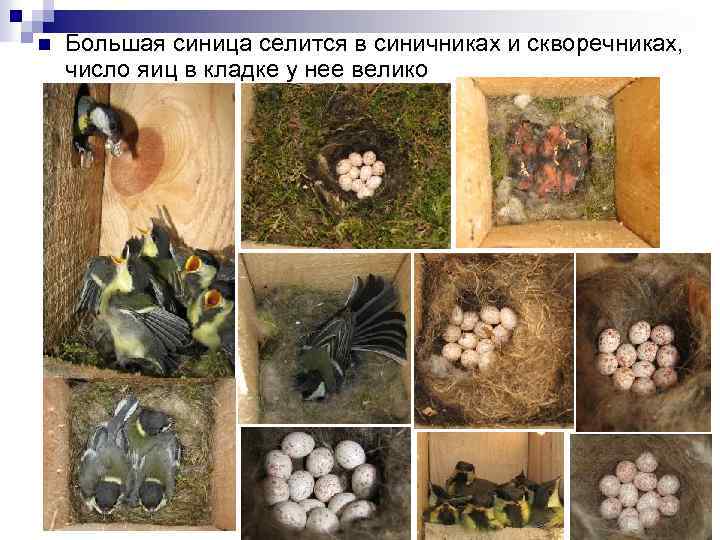 n Большая синица селится в синичниках и скворечниках, число яиц в кладке у нее
