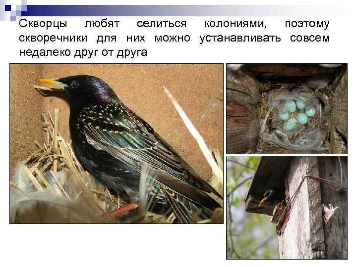 Скворцы любят селиться колониями, поэтому скворечники для них можно устанавливать совсем недалеко друг от