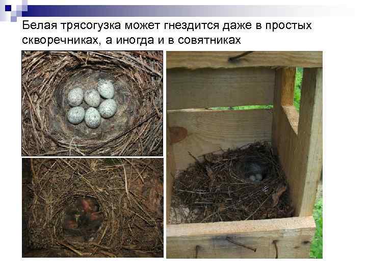 Белая трясогузка может гнездится даже в простых скворечниках, а иногда и в совятниках 