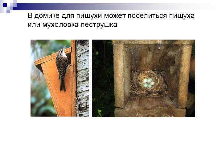 В домике для пищухи может поселиться пищуха или мухоловка-пеструшка 