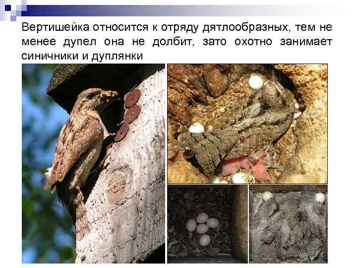 Вертишейка относится к отряду дятлообразных, тем не менее дупел она не долбит, зато охотно