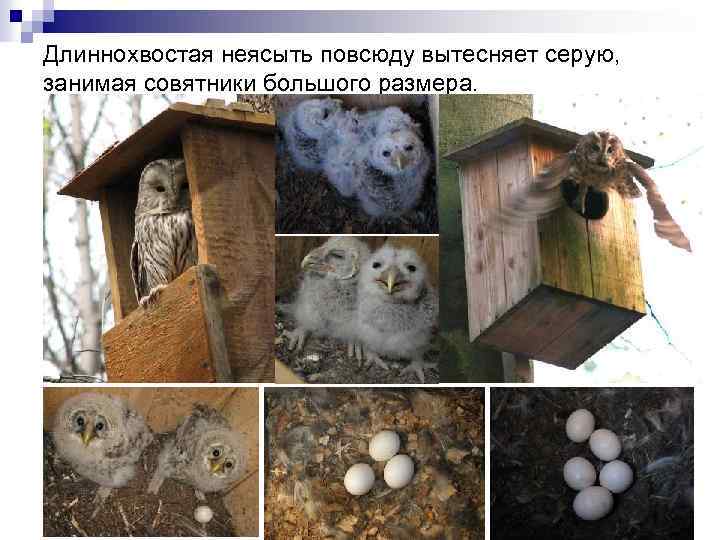 Длиннохвостая неясыть повсюду вытесняет серую, занимая совятники большого размера. 