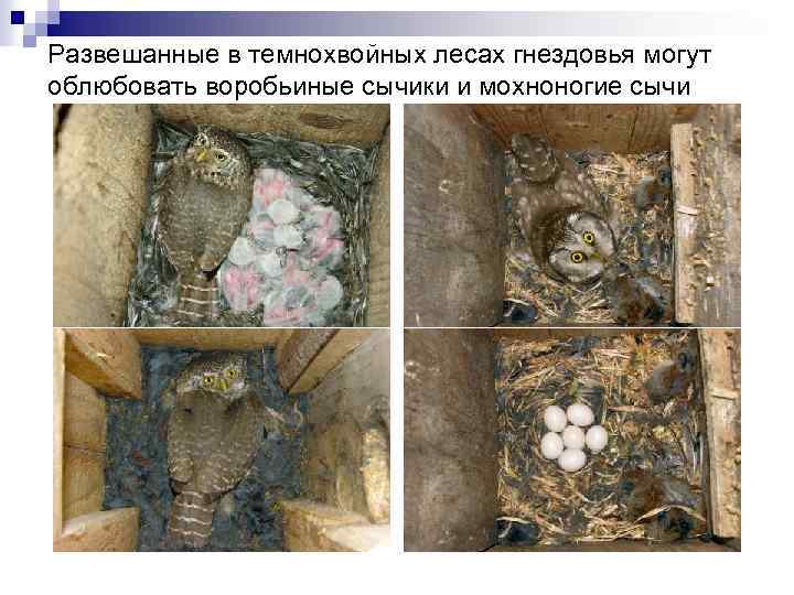 Развешанные в темнохвойных лесах гнездовья могут облюбовать воробьиные сычики и мохноногие сычи 