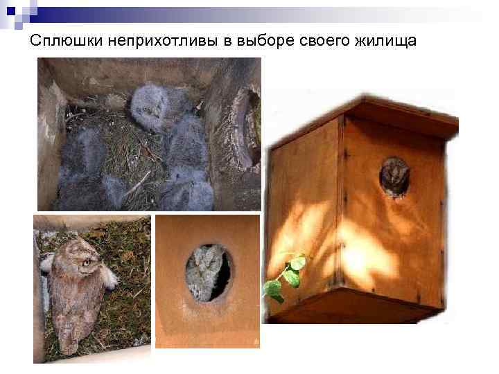 Сплюшки неприхотливы в выборе своего жилища 