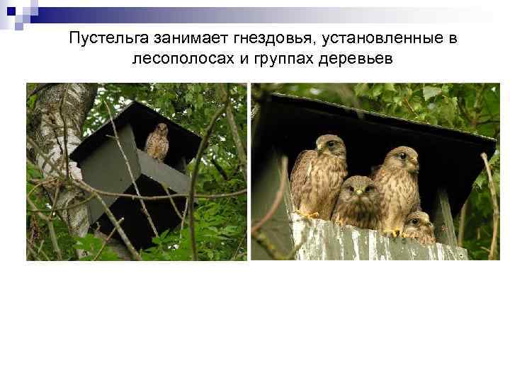 Пустельга занимает гнездовья, установленные в лесополосах и группах деревьев 