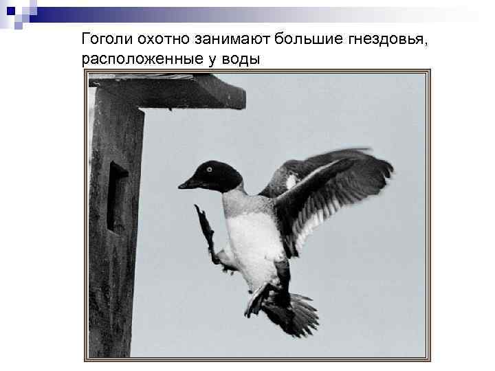 Гоголи охотно занимают большие гнездовья, расположенные у воды 