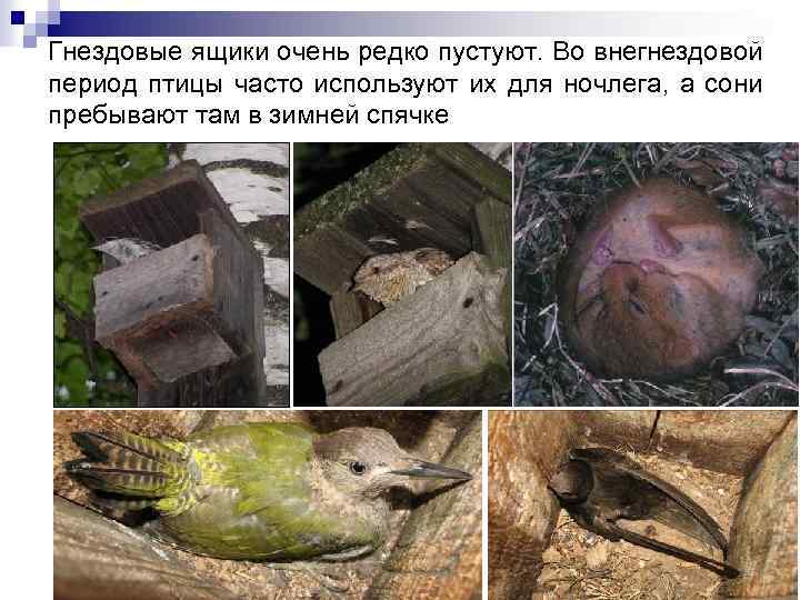 Гнездовые ящики очень редко пустуют. Во внегнездовой период птицы часто используют их для ночлега,