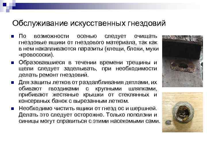Обслуживание искусственных гнездовий n n По возможности осенью следует очищать гнездовые ящики от гнездового