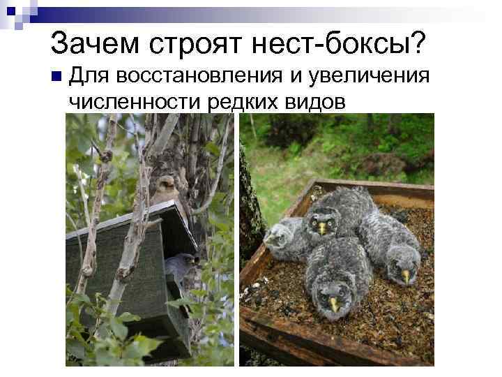 Зачем строят нест-боксы? n Для восстановления и увеличения численности редких видов 