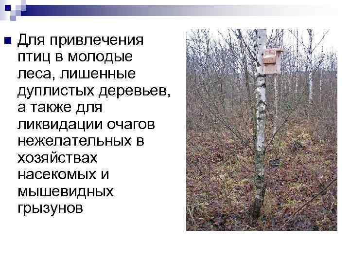 n Для привлечения птиц в молодые леса, лишенные дуплистых деревьев, а также для ликвидации