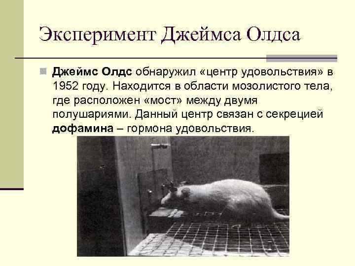 Эксперимент Джеймса Олдса n Джеймс Олдс обнаружил «центр удовольствия» в 1952 году. Находится в