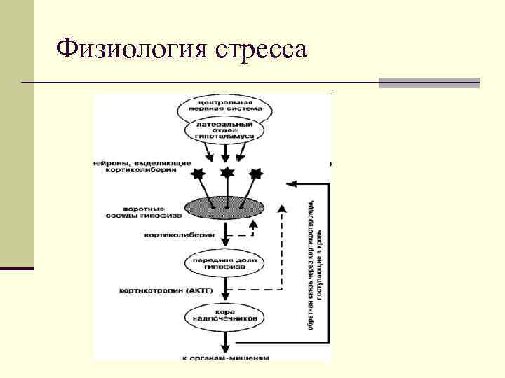 Физиология стресса 