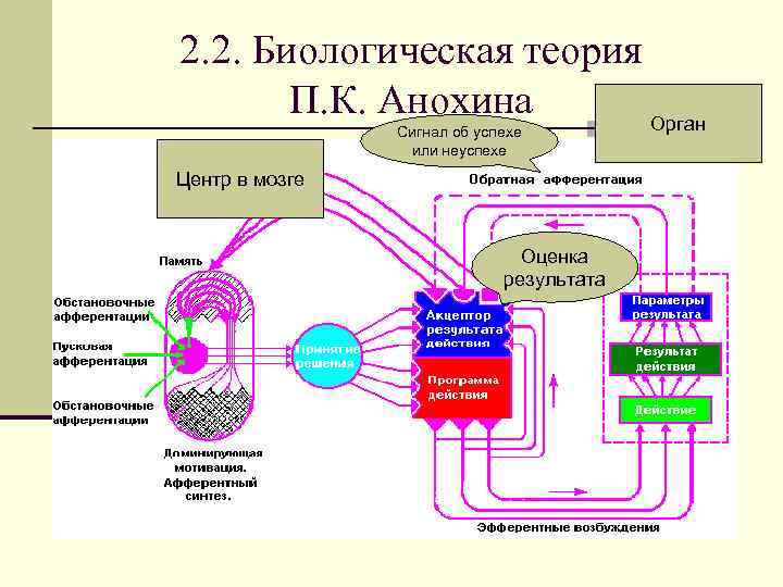 Биологическая теория