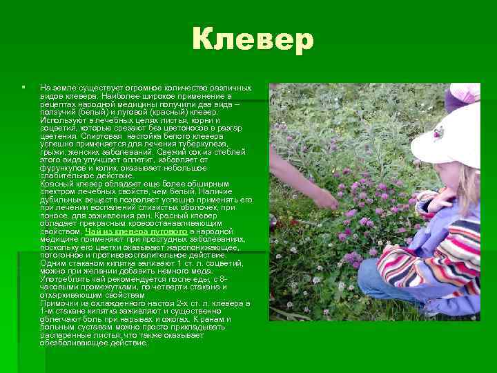 Клевер § На земле существует огромное количество различных видов клевера. Наиболее широкое применение в