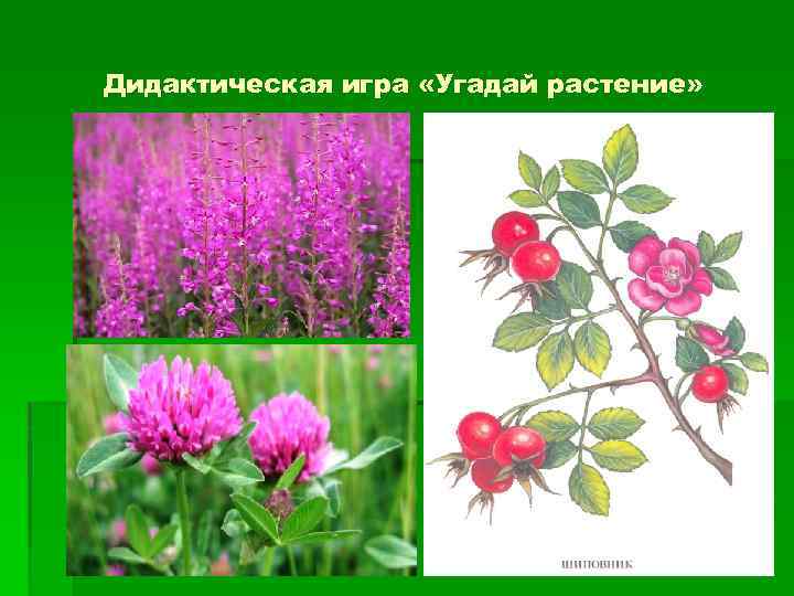 Дидактическая игра «Угадай растение» 