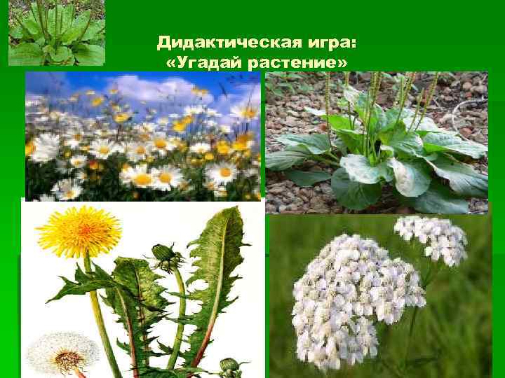 Дидактическая игра: «Угадай растение» 