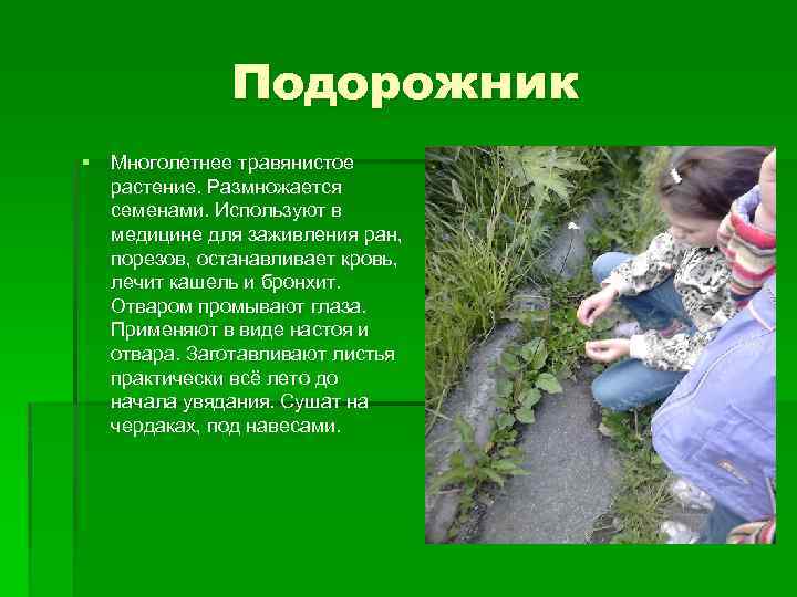 Подорожник § Многолетнее травянистое растение. Размножается семенами. Используют в медицине для заживления ран, порезов,