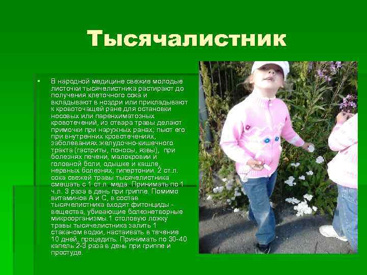 Тысячалистник § В народной медицине свежие молодые листочки тысячелистника растирают до получения клеточного сока